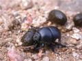 Jekelius intermedius