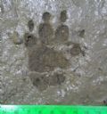Hystrix cristata