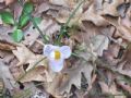 Crocus biflorus