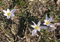 Crocus biflorus