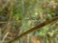 Lestes barbarus