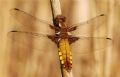 Libellula depressa