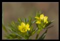 Linum strictum