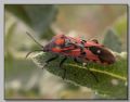 Spilostethus pandurus