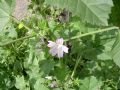 Malva multiflora