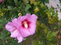 Hibiscus syriacus