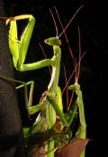 Mantis religiosa