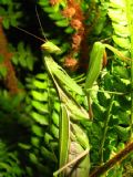 Mantis religiosa