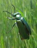 Lytta vesicatoria