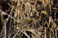 Erithacus rubecula