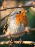 Erithacus rubecula