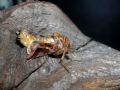 Chrysodeixis&nbsp;chalcites
