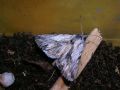 Calophasia&nbsp;platyptera