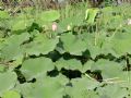 Nelumbo nucifera