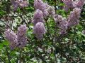 Syringa vulgaris