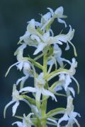 Platanthera chlorantha