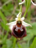 Ophrys morisii