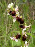 Ophrys morisii