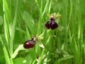 Ophrys passionis