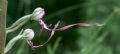 Himantoglossum adriaticum