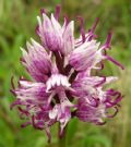 Orchis simia