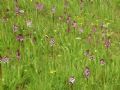 Orchis purpurea