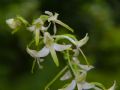 Platanthera bifolia