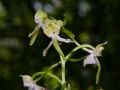 Platanthera chlorantha