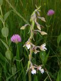 Epipactis palustris