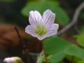 Oxalis acetosella