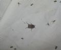 Pachypus candidae