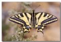 Papilio alexanor