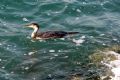 Phalacrocorax aristotelis