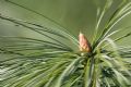 Pinus wallichiana