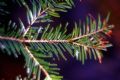 Abies alba