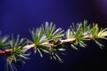 Larix decidua