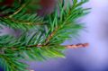 Picea abies