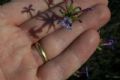 Plumbago europaea