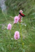 Bistorta officinalis