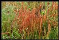 Rumex bucephalophorus