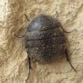 Polyphaga aegyptiaca