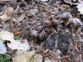 Cyclamen repandum