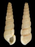 Turbonilla striatula