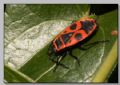 Pyrrhocoris apterus