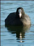Fulica atra