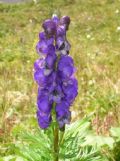 Aconitum napellus