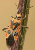 Corizus hyoscyami