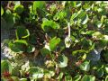 Salix herbacea