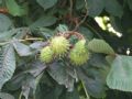 Aesculus hippocastanum