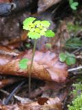 Chrysosplenium alternifolium